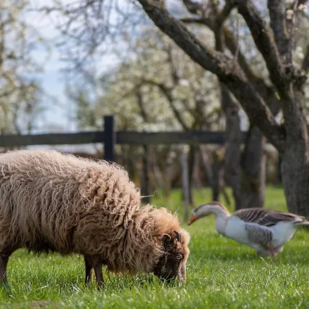 Tiny Wineyhouse 3 Luksusowy namiot