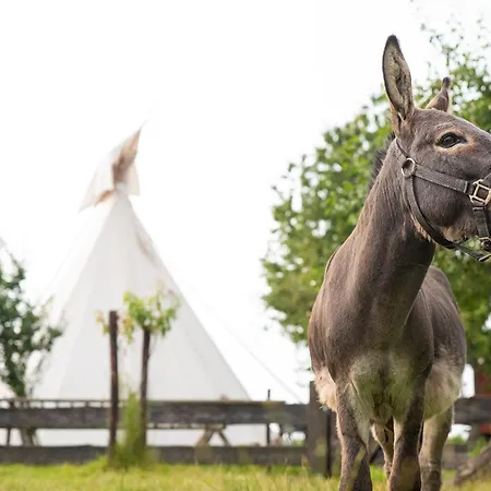 Luxury tent Tiny Wineyhouse 3 *