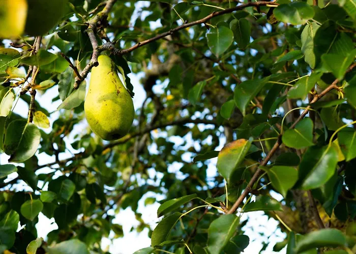 Tiny Wineyhouse 3 * Zennewijnen